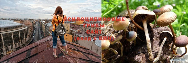 кокс Богородицк